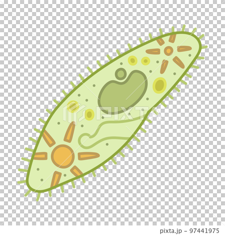 ゾウリムシ 97441975