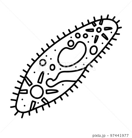 ゾウリムシ 97441977