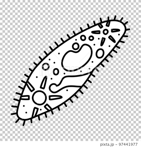 ゾウリムシ 97441977