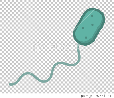 vibrio parahaemolyticus 97441984