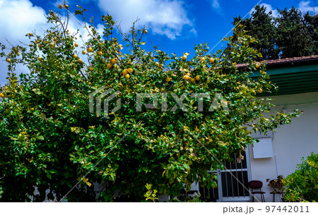 Citrus trees in a small village in the mountainous part of the island of Cyprus in early spring. Citrus trees in a small village in the mountainous part of the island of Cyprus in early spring. 97442011