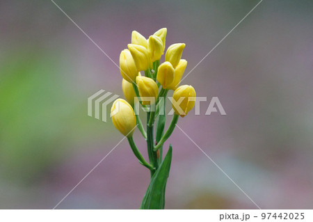 山や丘陵の林の中に生える地上性の黄色いラン キンラン 山や丘陵の林の中に生える地上性の黄色いラン キンラン 97442025
