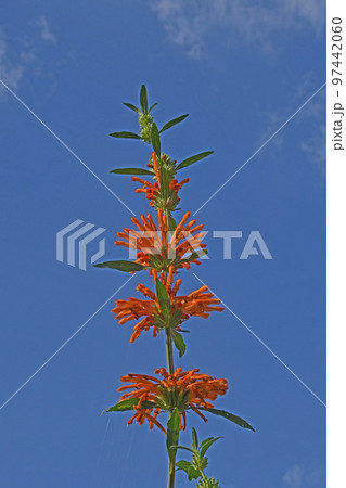 青空を背景に茎の節に輪になって咲いているオレンジ色の花が綺麗なカエンキセワタの塔 97442060