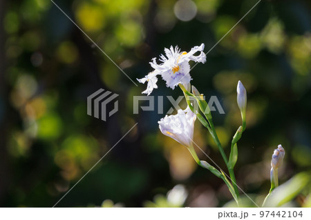 アヤメに似た白い花を咲かせるシャガ 97442104