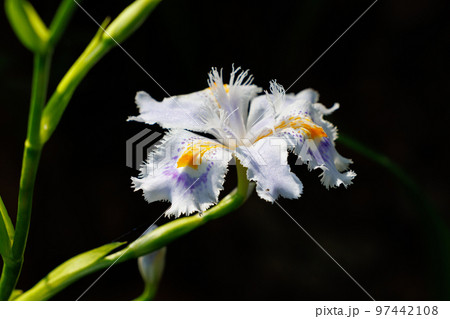 アヤメに似た白い花を咲かせるシャガ 97442108