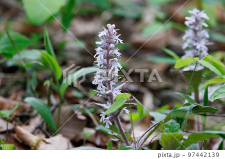 春に内陸の丘陵地や乾いた明るい林内で白や薄紫の小花を重ねて咲かせるジュウニヒトエ 97442139