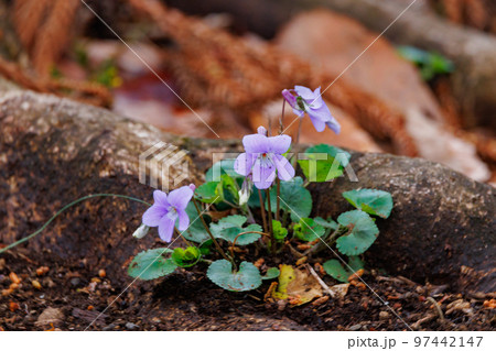 可憐な姿とは裏腹に極めて生命力の強い植物スミレ 97442147
