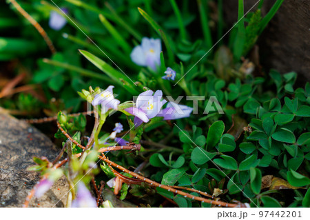 常に緑の葉を持ち、実が爆ぜる特徴から呼ばれるトキワハゼ 97442201