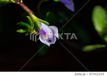 常に緑の葉を持ち、実が爆ぜる特徴から呼ばれるトキワハゼ 97442203