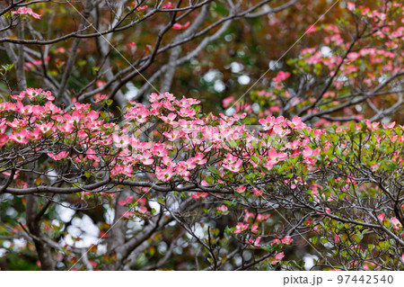 アメリカ原産でサクラの返礼品として日本に送られた日米親善の花木 ハナミズキ アメリカ原産でサクラの返礼品として日本に送られた日米親善の花木 ハナミズキ 97442540