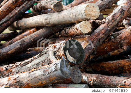 Defocus rows of piled of big logs. Local rural lumber mill, made into lumber for construction. Log trunks pile, the logging timber wood industry. Wooden trunks. Gas crisis. Out of focus 97442650
