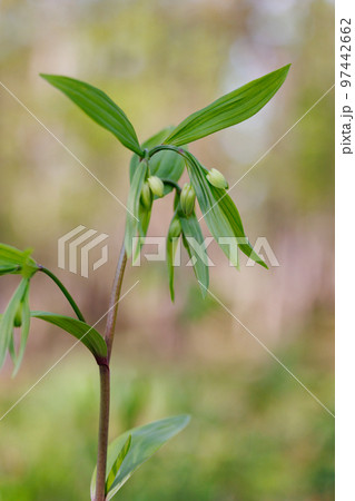 雑木林などの樹間の開けた場所に群生してアマドコロに似た花を咲かせるホウチャクソウ 雑木林などの樹間の開けた場所に群生してアマドコロに似た花を咲かせるホウチャクソウ 97442662