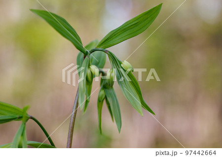 雑木林などの樹間の開けた場所に群生してアマドコロに似た花を咲かせるホウチャクソウ 97442664