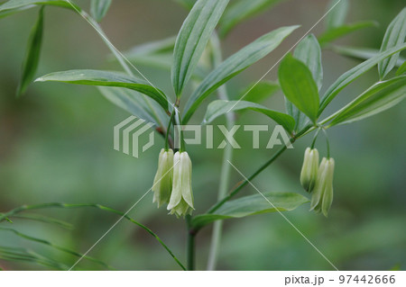 雑木林などの樹間の開けた場所に群生してアマドコロに似た花を咲かせるホウチャクソウ 97442666