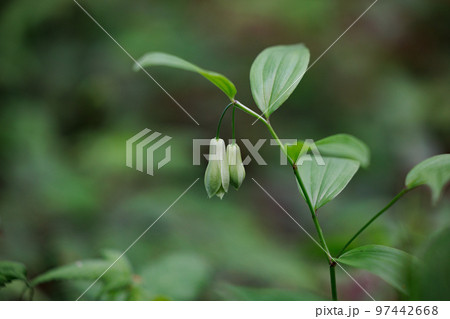 雑木林などの樹間の開けた場所に群生してアマドコロに似た花を咲かせるホウチャクソウ 雑木林などの樹間の開けた場所に群生してアマドコロに似た花を咲かせるホウチャクソウ 97442668