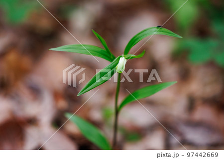 雑木林などの樹間の開けた場所に群生してアマドコロに似た花を咲かせるホウチャクソウ 雑木林などの樹間の開けた場所に群生してアマドコロに似た花を咲かせるホウチャクソウ 97442669