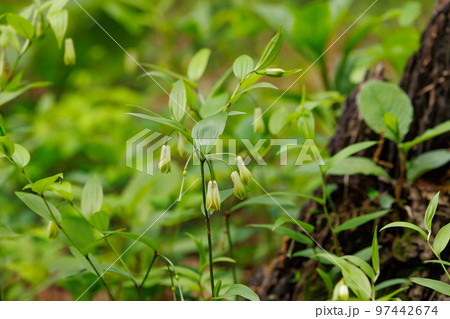 雑木林などの樹間の開けた場所に群生してアマドコロに似た花を咲かせるホウチャクソウ 97442674