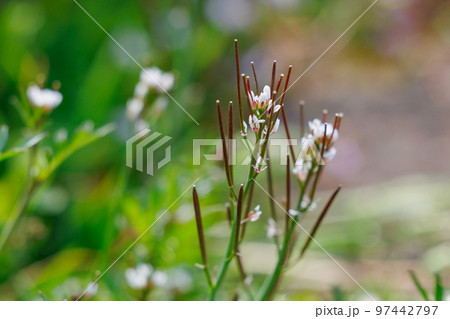 食べられる道端の白い花ミチタネツケバナ 食べられる道端の白い花ミチタネツケバナ 97442797