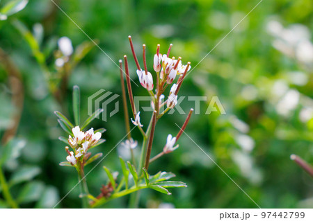 食べられる道端の白い花ミチタネツケバナ 食べられる道端の白い花ミチタネツケバナ 97442799