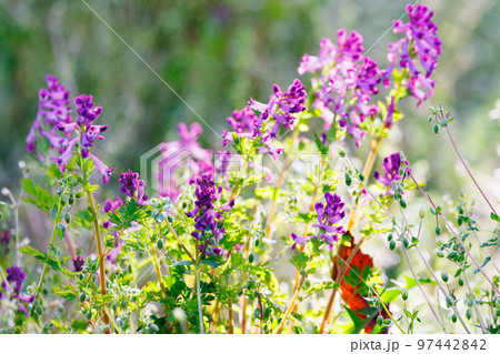 独特な筒状の紫色の花を咲かせるムラサキケマン 97442842