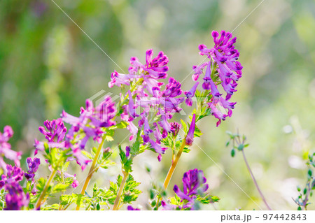 独特な筒状の紫色の花を咲かせるムラサキケマン 97442843