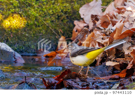 警戒心が強く、水辺を好んであざやかなレモンイエローを纏う綺麗な鳥のキセキレイ 97443110
