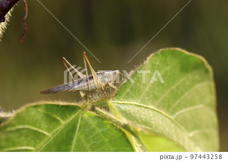 ホシササキリ ホシササキリ 97443258