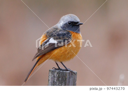 愛らしい仕草の冬鳥 ジョウビタキ 97443270