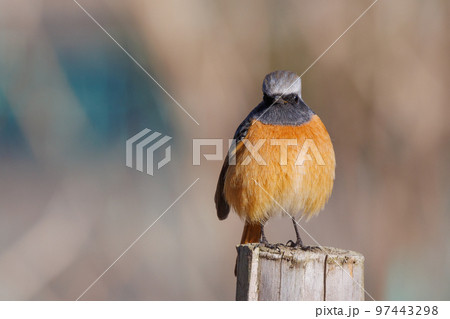 愛らしい仕草の冬鳥 ジョウビタキ 97443298