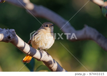 愛らしい仕草の冬鳥 ジョウビタキの雌 97443315