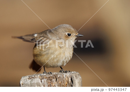 愛らしい仕草の冬鳥 ジョウビタキの雌 97443347