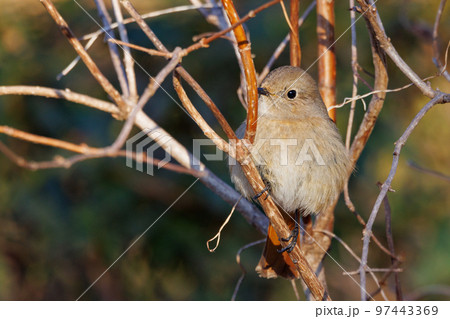 愛らしい仕草の冬鳥 ジョウビタキの雌 97443369