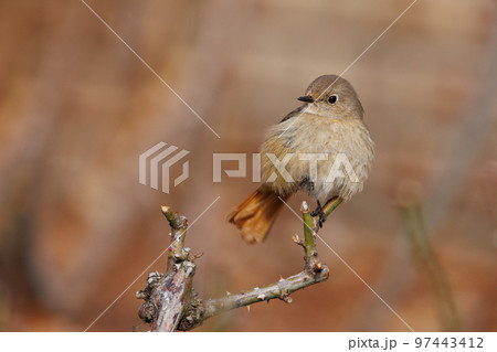 愛らしい仕草の冬鳥 ジョウビタキの雌 97443412