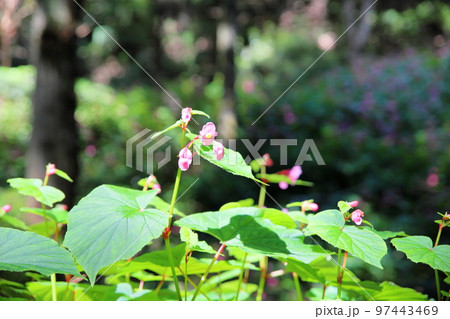 シユウカイドウの花 97443469