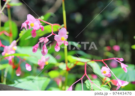 シユウカイドウの花 97443470