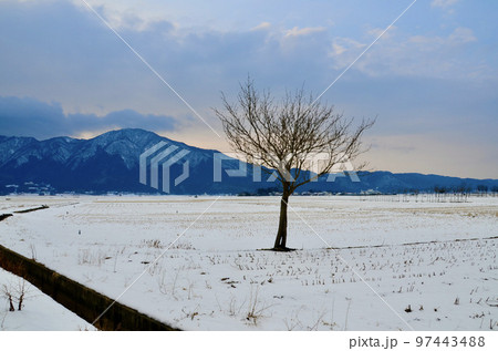 雪の畑に一本木 97443488