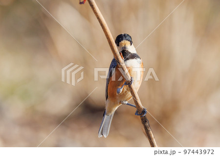 鳴き真似や芸をこなす器用な鳥 ヤマガラ 鳴き真似や芸をこなす器用な鳥 ヤマガラ 97443972
