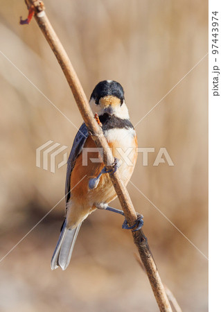 鳴き真似や芸をこなす器用な鳥 ヤマガラ 97443974