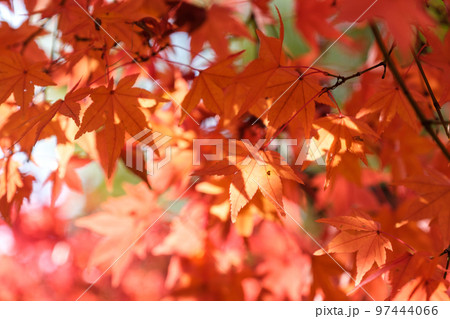 光るもみじ 光るもみじ 97444066