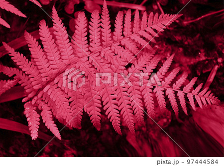 Viva Magenta color ferns in the forest. Color of the year 2023 classic blue. Main color trend concept. Leaves texture, natural background.  97444584
