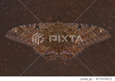 Adult Male Black Witch moth Adult Male Black Witch moth 97444822