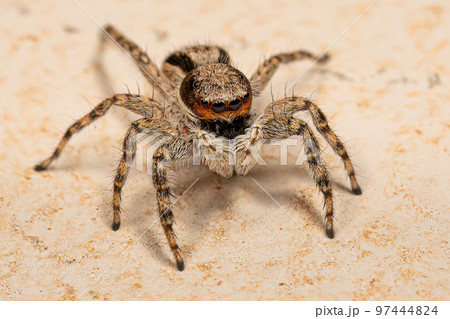 Adult Female Gray Wall Jumping Spider Adult Female Gray Wall Jumping Spider 97444824