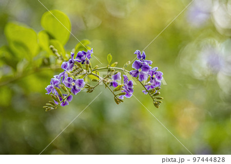 Skyflower Purple Flowers Skyflower Purple Flowers 97444828