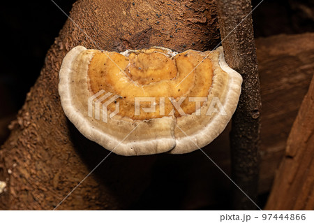 Small Shelf Fungi 97444866