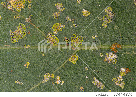 Higher Ascomycetes Fungi Higher Ascomycetes Fungi 97444870