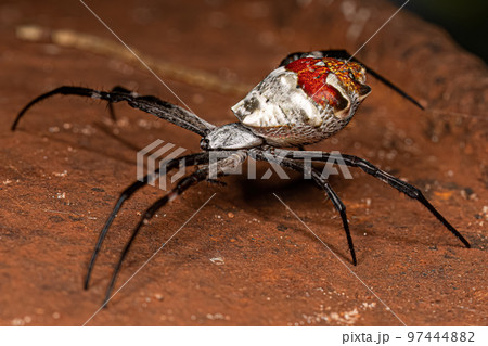 Adult Female Silver Garden Orbweaver 97444882