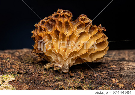 Small Bracket Fungi 97444904