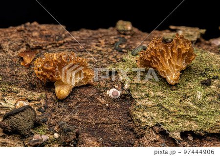 Small Bracket Fungi 97444906