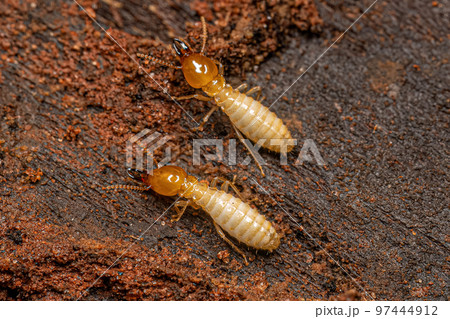 Small Typical Termite Insect 97444912