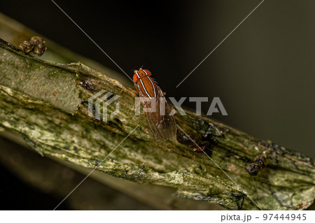 Adult African Fig Fly Adult African Fig Fly 97444945